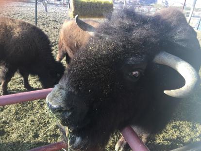 Up close with a bison at Cattlemanâ€™s 