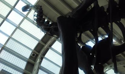 Brachiosaurus at the Chicago O'Hare Airport. From the Field Museum.  