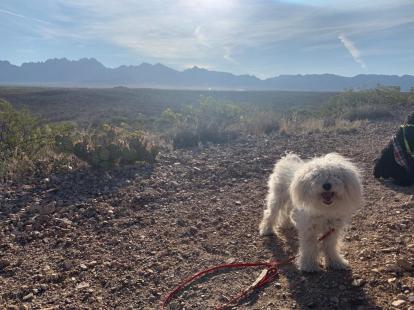Peaches the Poodle at Tortuga Mountain Photo Credit AM