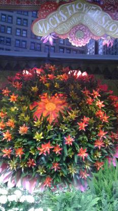 Orange flowers at Macys.