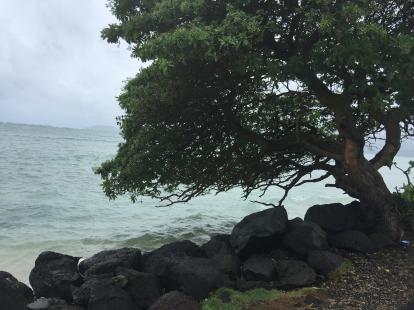 Water comes up to a tree Hawaii