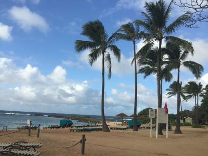 The beach with palm trees at Kuilima Bay near Turtle Bay Hotel 