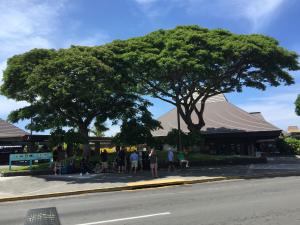 Trees outside Kona Airport. #landscapearchitecture