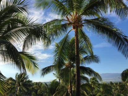 Coconut trees in Hawaii