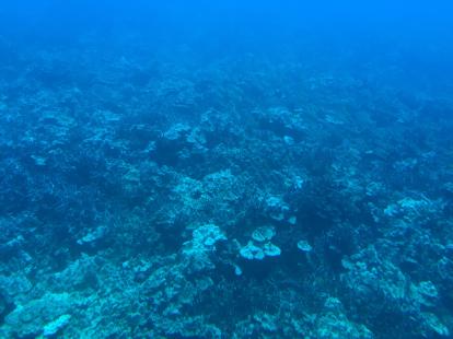 Atlantis X submarine Kona Hawaii Coral reefs 