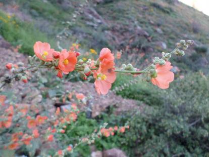 Wildflower at azteca trail. John Mays section of the Franklin Mountains State Park in El P