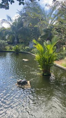 Miami Beach Botanical Gardens koi and turtle pond 2022. Very large koi.