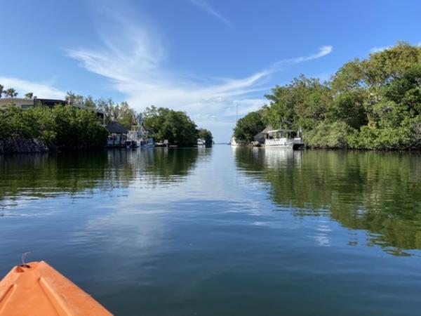 Canal in Key Largo kayak to see manatees 
