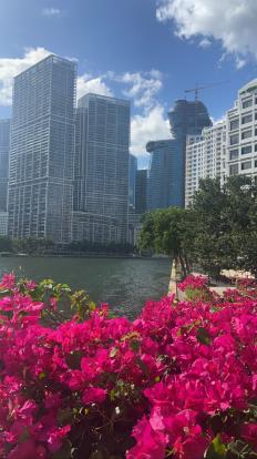 Brickell Key Walking park 1.1 miles, two laps. 2022 red flowers
