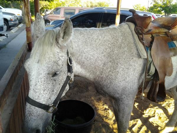 A horse at cattleman's