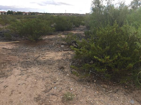 Creosote Bush can survive two years without water. Leaves were previously used by Native A