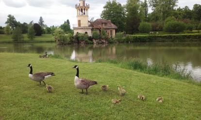 Marie Antoinette's English Hamlet at the Palace of Versailles. A picture of geese. 