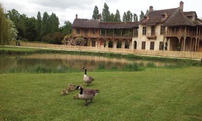 Geese at Marie Antoinette's English Hamlet at the Palace of Versailles.