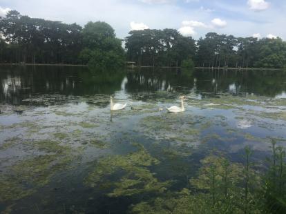 Swan family at Bois de Bologne
