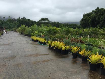 Nursery of plants in Hawaii