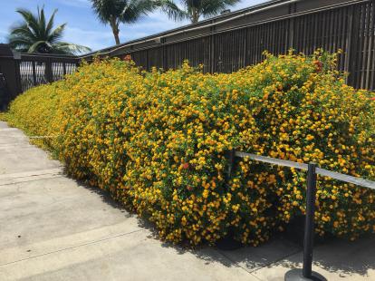 Yellow flowers outside the Kona airport.