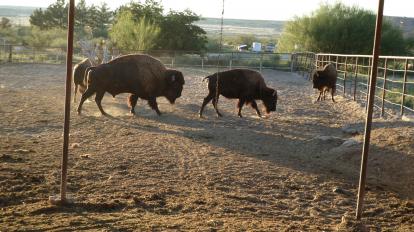Buffalo at cattlemans