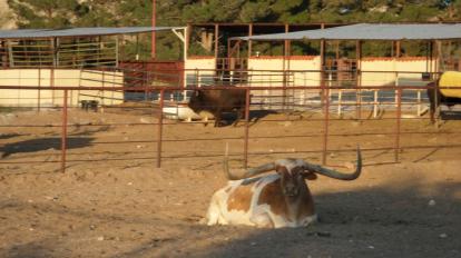 Texas longhorn at Cattleman's