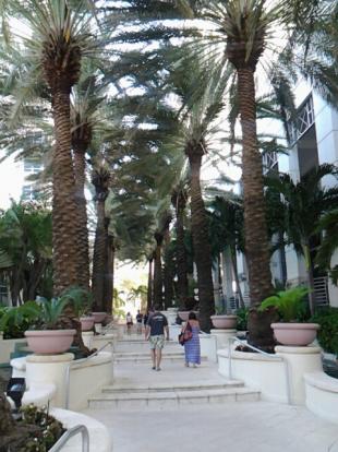 Palm tree canopy at the Loews