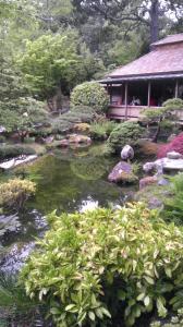 Japanese Tea Garden in San Francisco. The serenity of a small pond and the shrubs around i